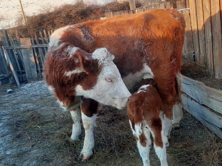 Ветеринары Калганского района спасли теленка и корову при тяжелых родах